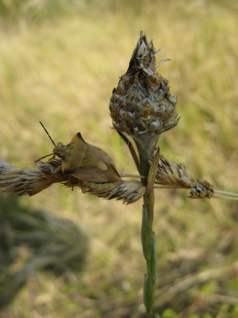 Heteroptera dei Colli Euganei